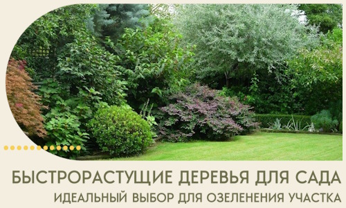 Быстрорастущие деревья для сада идеальный выбор в Железногорске